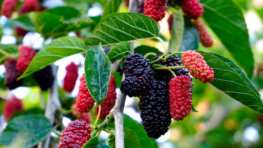 Unveiling the Secret of Mulberries and Silk Protein in Lao Cosmetics: A Natural Path to Radiant Skin