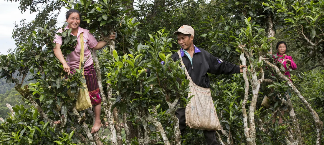 Unlock the Secrets of the 400-Year-Old Tea Trees of Laos